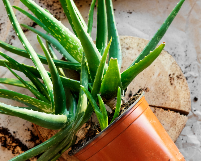 As aloe vera grows it produces offsets around the base that can be planted as new plants.